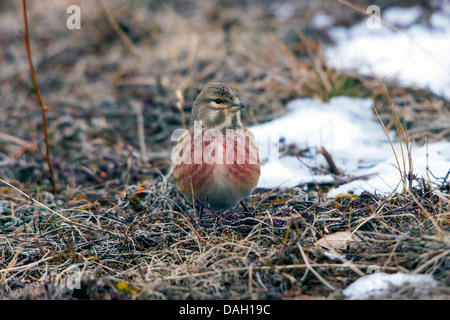 Berghänfling (Zuchtjahr Flavirostris), auf dem Boden, der Schweiz, Toggenburg, Chaeserrugg sittin Stockfoto