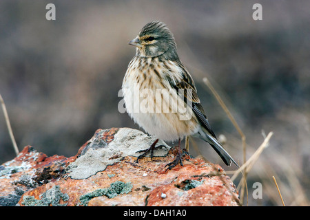 Berghänfling (Zuchtjahr Flavirostris), sitzt auf einem Felsen, der Schweiz, Toggenburg, Chaeserrugg Stockfoto