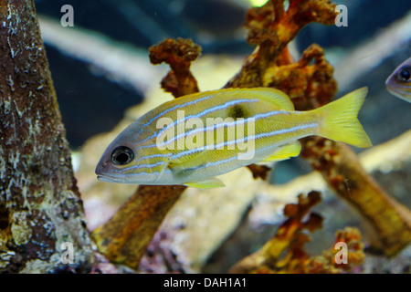 Halten Grunzen, Haemulon sciurus Stockfoto