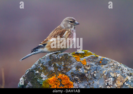 Berghänfling (Zuchtjahr Flavirostris), sitzt auf einem Felsen, der Schweiz, Toggenburg, Chaeserrugg Stockfoto