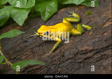 Schwarz-Legged Poison Frog (Phyllobates bicolor), auf Rinde Stockfoto