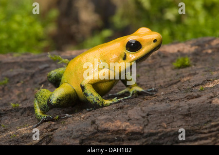 Schwarz-Legged Poison Frog (Phyllobates bicolor), auf Rinde Stockfoto