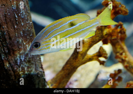 Halten Grunzen, Haemulon sciurus Stockfoto