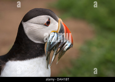 Porträt von Puffin mit Sandaal Stockfoto