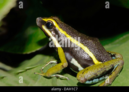 Orange und schwarz Poison Dart Frosch, Golfodulcean vergiften Frosch, gestreifte Poison Frog (Phyllobates Vittatus) auf einem Blatt Stockfoto