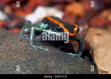 Orange und schwarz Poison-Dart Frog, Golfodulcean poison Frog, gestreiften Poison Frog (Phyllobates Vittatus), auf einem Stein Stockfoto