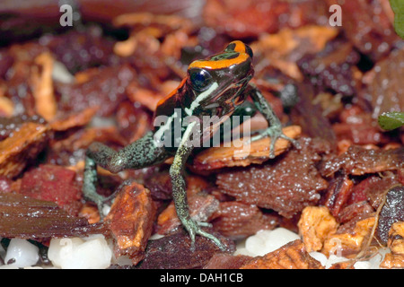 Orange und schwarz Poison Dart Frosch, Golfodulcean vergiften Frosch, gestreifte Poison Frog (Phyllobates Vittatus), auf Rinde Stockfoto