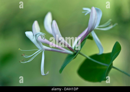 Italienische Geißblatt, italienische Woodbine, perfoliate Geißblatt (Lonicera Caprifolium), blühende Zweig Stockfoto