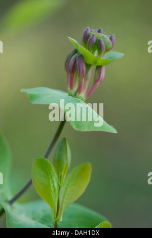 Italienische Geißblatt, italienische Woodbine, perfoliate Geißblatt (Lonicera Caprifolium), Blütenknospen Stockfoto