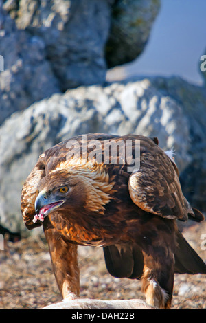 Steinadler (Aquila Chrysaetos), Fütterung, Sliven, Bulgarien, Sredna Gora Stockfoto