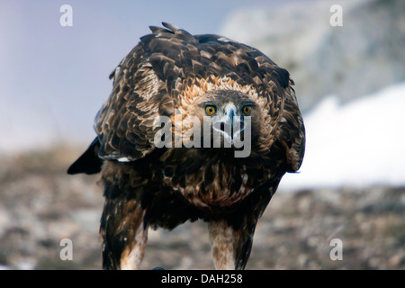 Steinadler (Aquila Chrysaetos), Fütterung, Sliven, Bulgarien, Sredna Gora Stockfoto