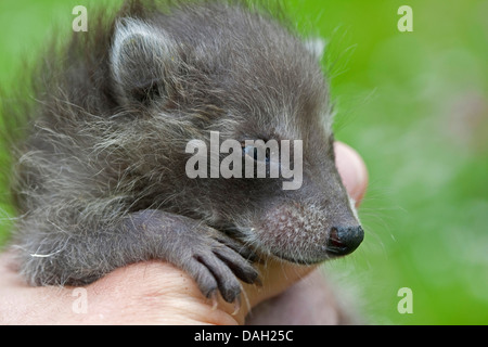 gemeinsamen Waschbär (Procyon Lotor), verwaisten Jungtier in der Hand eines menschlichen Wesens, Deutschland Stockfoto