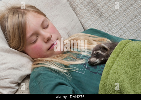 gemeinsamen Waschbär (Procyon Lotor), tierische Baby und Mädchen schläft zusammen unter einer Decke, Deutschland Stockfoto