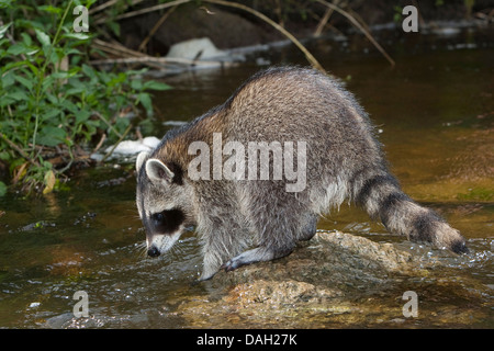 gemeinsamen Waschbär (Procyon Lotor), 4 Monate alt Männlich sammeln erste Erfahrungen mit dem Element Wasser, Deutschland Stockfoto