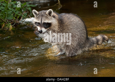 gemeinsamen Waschbär (Procyon Lotor), 4 Monate alt Männlich sammeln erste Erfahrungen mit dem Element Wasser, Deutschland Stockfoto