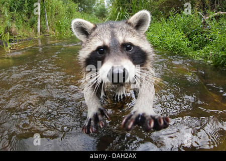 gemeinsamen Waschbär (Procyon Lotor), 4 Monate alt Männlich stehen in einem Bach und schaut in die Kamera mit Neugier, Deutschland Stockfoto