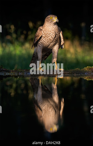 Wilde weibliche nördlichen Habicht (Accipiter Gentilis) spiegelt sich in einem Wald-pool Stockfoto