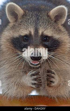 gemeinsamen Waschbär (Procyon Lotor), Portrait eines fünf Monate alten männlichen, Deutschland Stockfoto