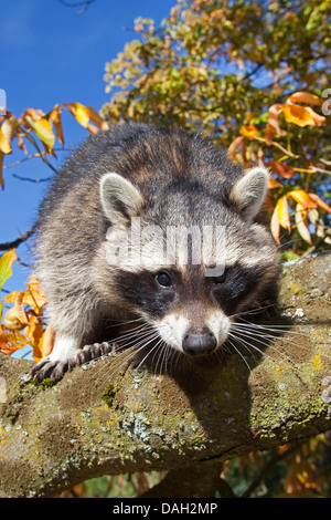 gemeinsamen Waschbär (Procyon Lotor), sechs Monate alt Männlich Klettern in einem Baum, Deutschland Stockfoto