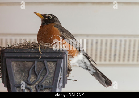 Canadia männlichen Robin thront auf einem Nest gebaut in einem verlassenen Lichtkasten in der Procvince von Quebec, Kanada. Stockfoto