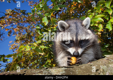 gemeinsamen Waschbär (Procyon Lotor), sechs Monate alte Männchen sitzen in einem Kastanienbaum versucht, öffnen Sie eine Frucht, Deutschland Stockfoto