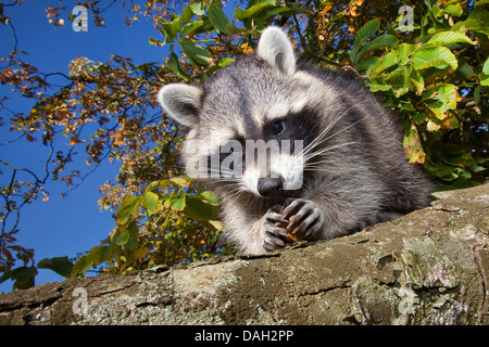 gemeinsamen Waschbär (Procyon Lotor), sechs Monate alte Männchen sitzen in einem Kastanienbaum versucht, öffnen Sie eine Frucht, Deutschland Stockfoto