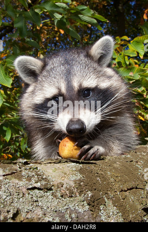 gemeinsamen Waschbär (Procyon Lotor), sechs Monate alte Männchen sitzen in einem Kastanienbaum versucht, öffnen Sie eine Frucht, Deutschland Stockfoto