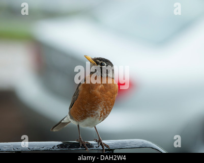 Eine männliche kanadischen Robin thront auf einem Handlauf abgebildet der Provinz Quebec, Kanada. Stockfoto