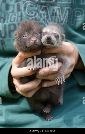 gemeinsamen Waschbär (Procyon Lotor), Orphelin trächtige angehoben in menschlichen kostenlos zusammen mit einem Waschbär Hund Whelp (Nyctereutes Procyonoides), Deutschland Stockfoto