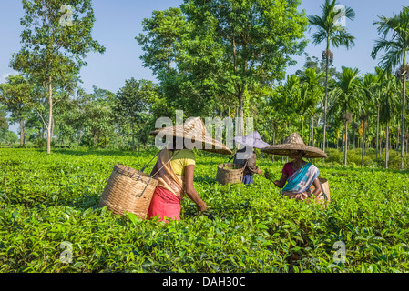 Frauen mit Bambus Hüte und Bambuskörben ernten Teeblätter auf einer Plantage in Jorhat, Assam, Indien. Stockfoto