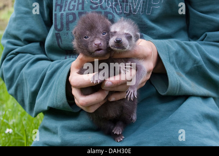 gemeinsamen Waschbär (Procyon Lotor), Orphelin trächtige angehoben in menschlichen kostenlos zusammen mit einem Waschbär Hund Whelp (Nyctereutes Procyonoides), Deutschland Stockfoto