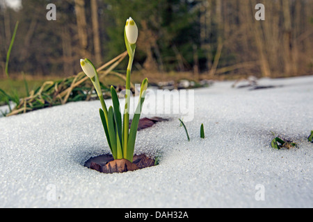 Frühling Schneeflocke (Leucojum Vernum), Knospen in Schnee, Deutschland, Bayern Stockfoto