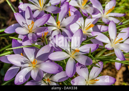 Frühe Krokusse (Crocus Tommasinianus), blühen, Deutschland, Bayern Stockfoto
