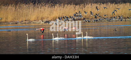 Chilenische Flamingo (Phoenicopterus Chilensis), die Vögel fliegen über einen See vor White – Blässgänse Gänse (Anser Albifrons) und Singschwäne (Cygnus Cygnus), Deutschland, Bayern, See Chiemsee Stockfoto