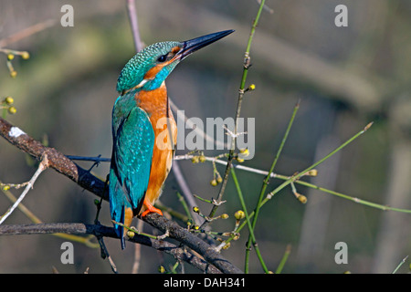 Fluss-Eisvogel (Alcedo Atthis), Männlich, errichtet im eiskalten, Deutschland, Bayern, Isental Stockfoto