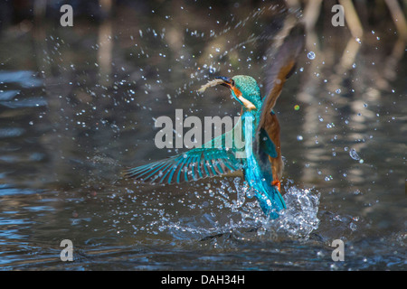 Fluss-Eisvogel (Alcedo Atthis), männlich mit gefangenem Fisch aus dem Wasser, ab Deutschland, Bayern, Isental Stockfoto