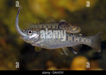 Regenbogenforelle (Oncorhynchus Mykiss, Salmo Gairdneri), Juvenile Fische füttern eine Beute Stockfoto