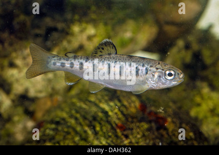 Regenbogenforelle (Oncorhynchus Mykiss, Salmo Gairdneri), juvenile Stockfoto