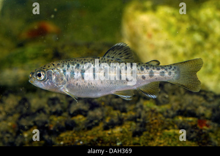 Regenbogenforelle (Oncorhynchus Mykiss, Salmo Gairdneri), juvenile Stockfoto