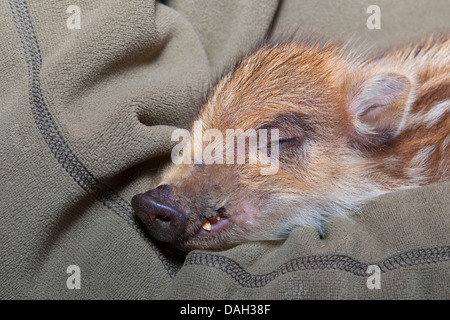 Wildschwein, Schwein, Wildschwein (Sus Scrofa), verwaiste zahm Zwerg liegend in die Arme, Deutschland Stockfoto