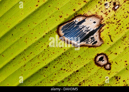 gemeinsamen Banane (Musa Paradisiaca var. Sapientum), Bananenblatt mit Flecken Stockfoto