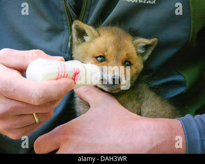 Rotfuchs (Vulpes Vulpes), verwaist juvenile wird Upbrought von hand füttern aus einer Flasche mit Spezialmilch, Deutschland Stockfoto