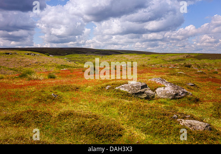 Heide und Gräser in voller Blüte in der Landschaft von North York Moors National Park in der Nähe von Goathland, Yorkshire, Großbritannien. Stockfoto