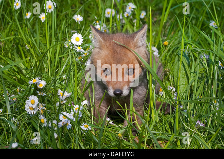 Rotfuchs (Vulpes Vulpes), Welpe sitzen auf einer Wiese, Deutschland Stockfoto