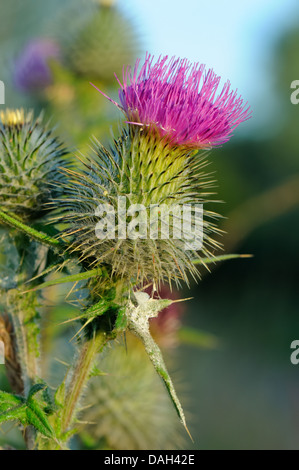 Schottische Distel (Onopordum Acanthium) Stockfoto