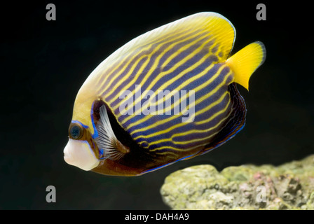 Kaiser Angelfish, Imperial Kaiserfisch (Pomacanthus Imperator), Schwimmen Stockfoto