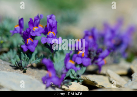 Alpine Leinkraut (Linaria Alpina), blühen, Schweiz, Schynige Platte Stockfoto