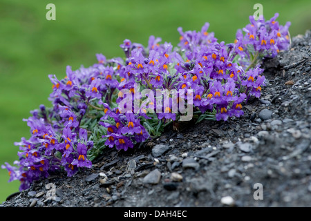 Alpine Leinkraut (Linaria Alpina), blühen, Schweiz Stockfoto