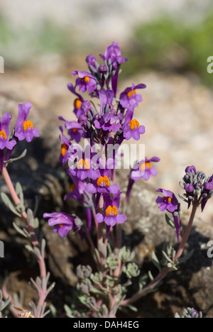 Alpine Leinkraut (Linaria Alpina), blühen, Schweiz Stockfoto