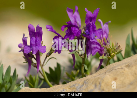 Alpen-Leinkraut (Linaria Alpina), blühen, Deutschland Stockfoto